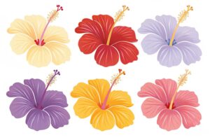 hibiscus flower clipart 12 1