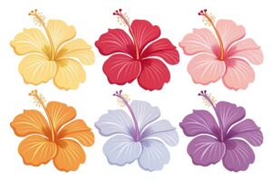 hibiscus flower clipart 13 1