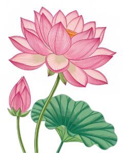 lotus flower clipart 2