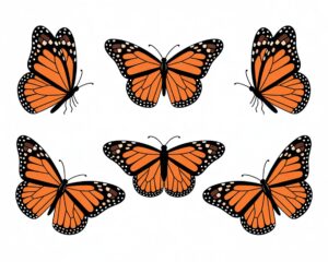 monarch butterfly clipart 15